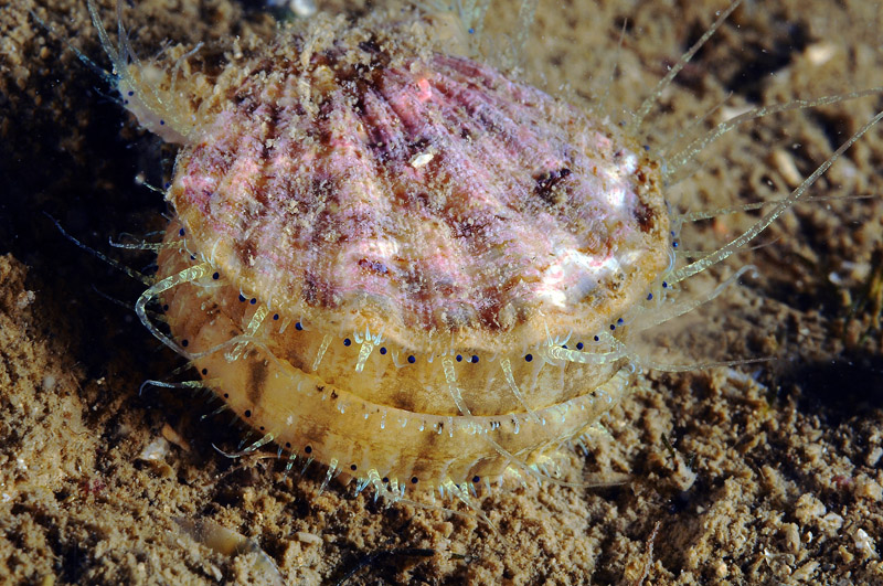 Bivalvi da determinare